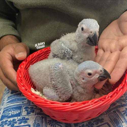 Premium bird cage