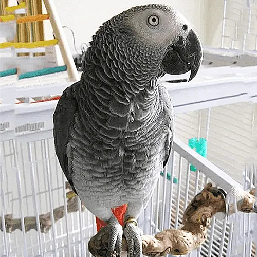 Premium bird cage