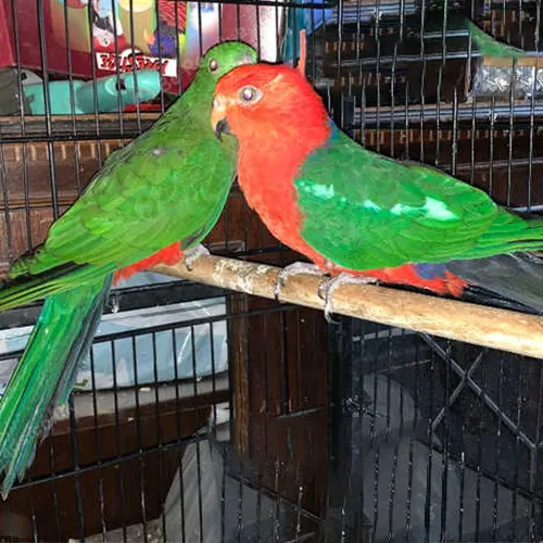 Premium bird cage