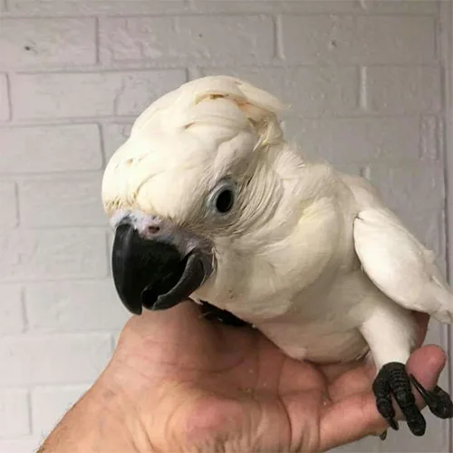 Premium bird cage