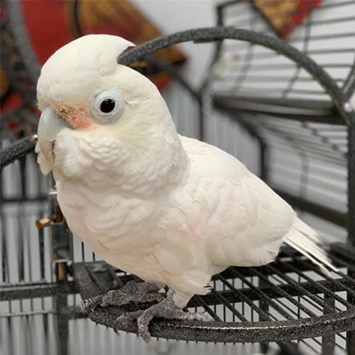 Premium bird cage