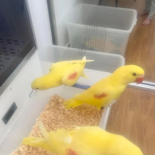 Premium bird cage