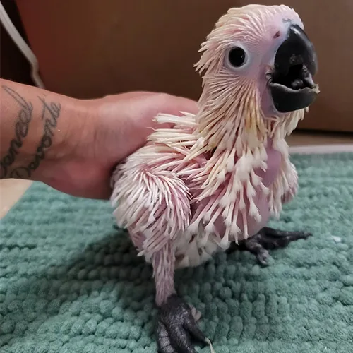 Premium bird cage