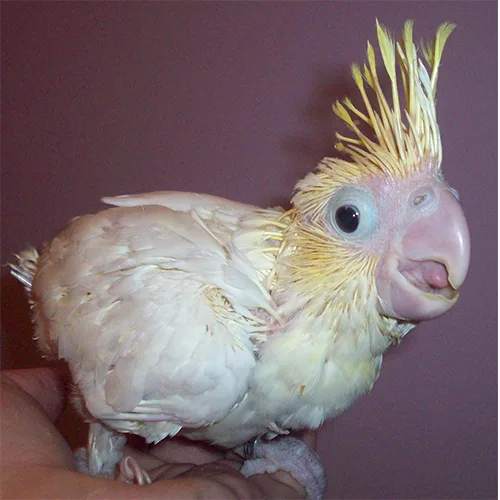 Premium bird cage
