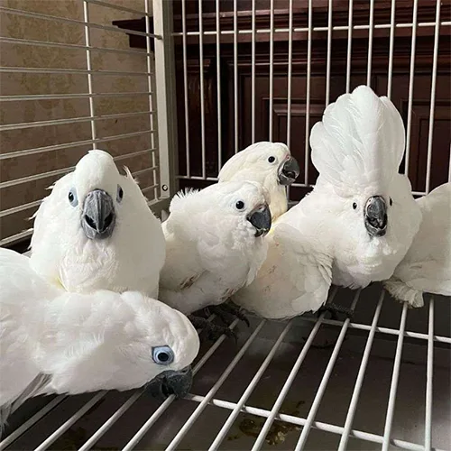 Premium bird cage