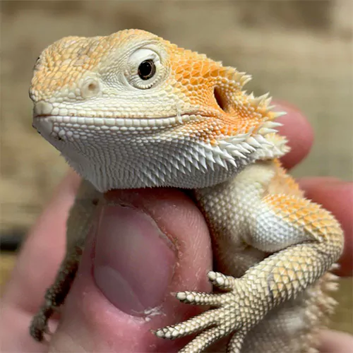 Bearded dragons