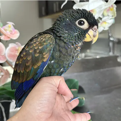 Premium bird cage
