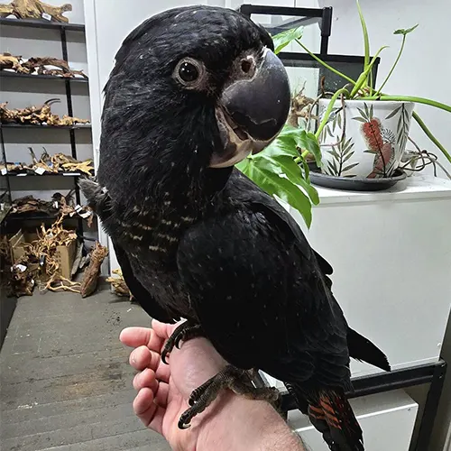Premium bird cage