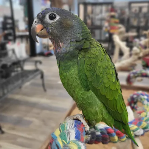 Premium bird cage