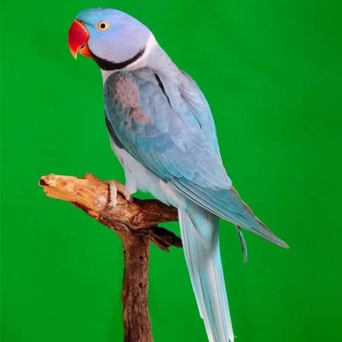 Premium bird cage