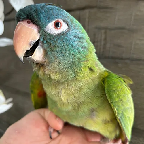 Premium bird cage