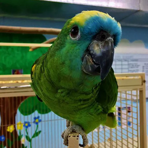 Premium bird cage