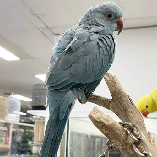Premium bird cage