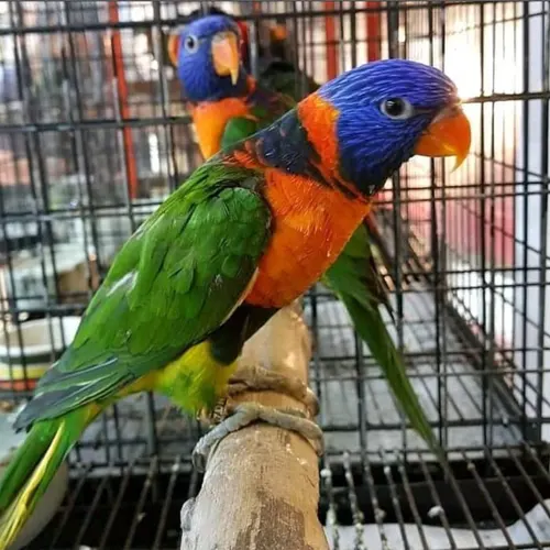 Premium bird cage