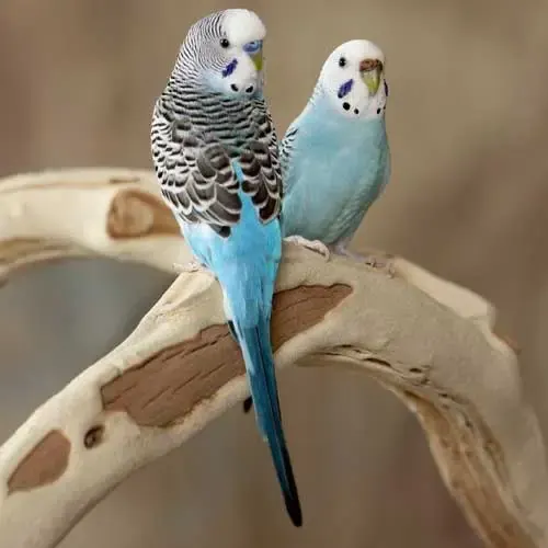 Premium bird cage