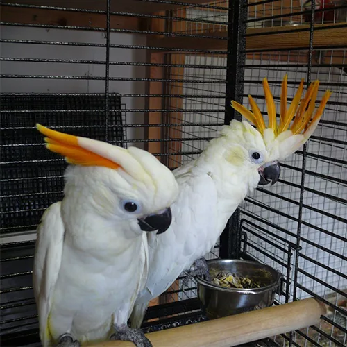 Premium bird cage