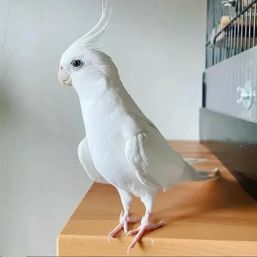 Premium bird cage