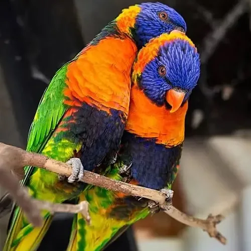 Premium bird cage