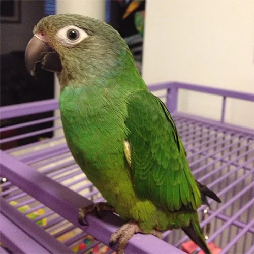 Premium bird cage