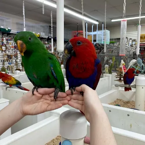Eclectus Parrot
