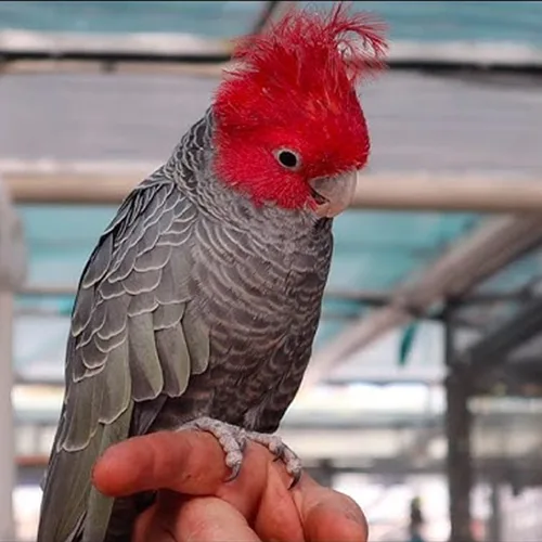 Premium bird cage