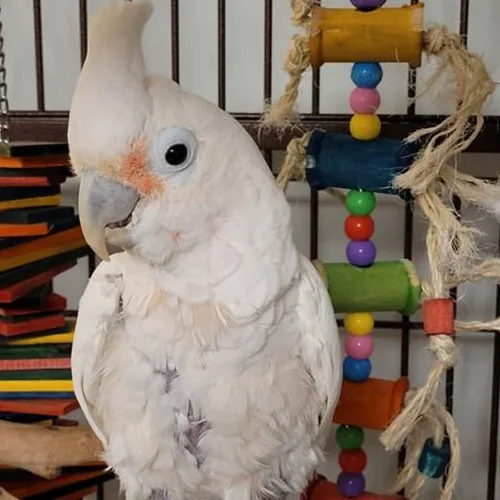 Premium bird cage