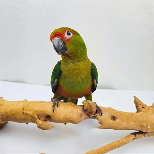 Premium bird cage