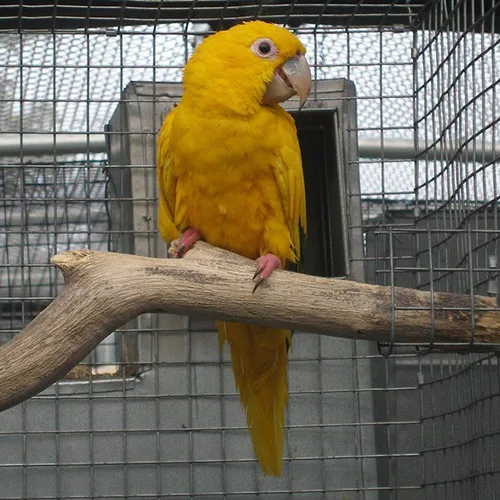 Premium bird cage