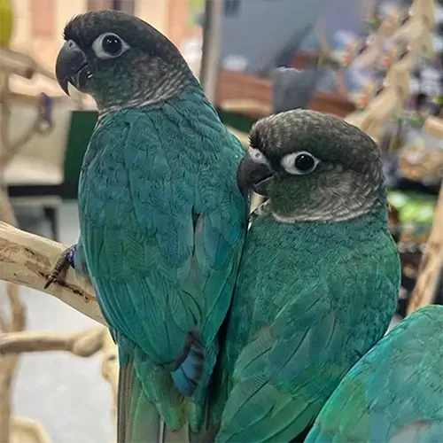 Premium bird cage