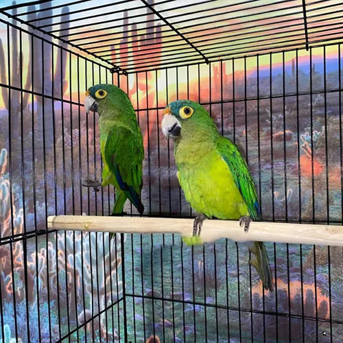Premium bird cage
