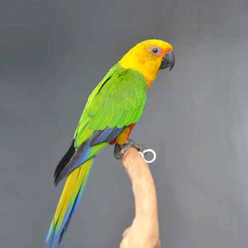 Premium bird cage
