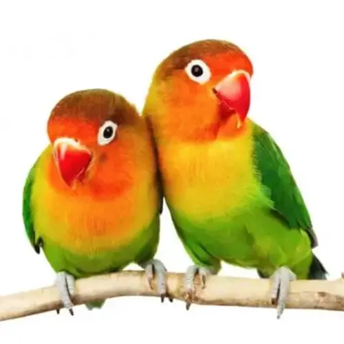 Premium bird cage