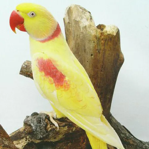 Premium bird cage