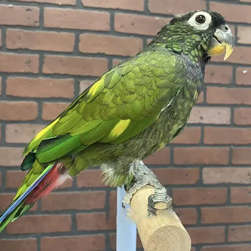 Premium bird cage