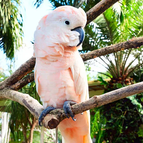 Premium bird cage