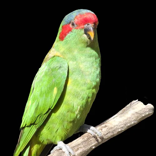 Premium bird cage