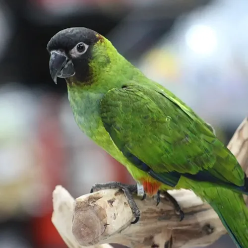Premium bird cage