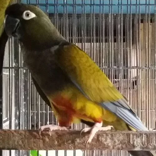 Premium bird cage