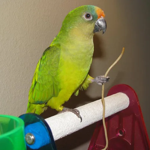Premium bird cage