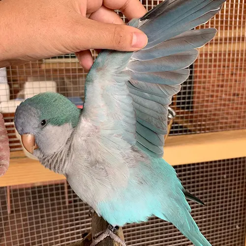 Premium bird cage