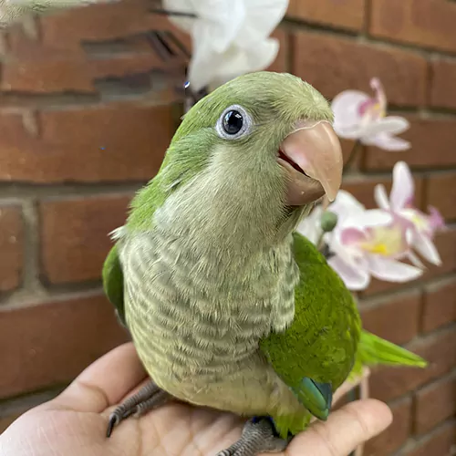 Quaker Parrot