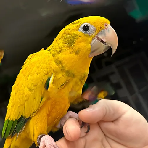 Premium bird cage