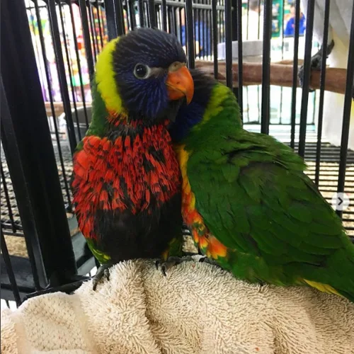 Premium bird cage