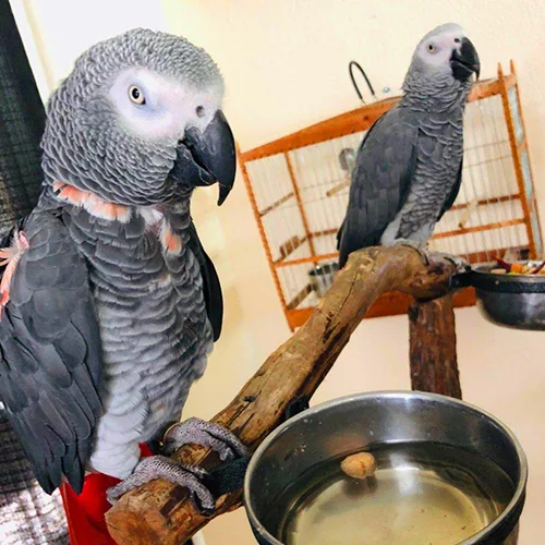 Premium bird cage