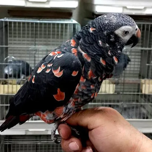 Premium bird cage