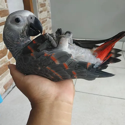 Premium bird cage