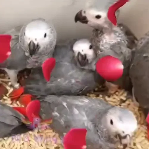 Premium bird cage