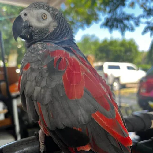 Premium bird cage