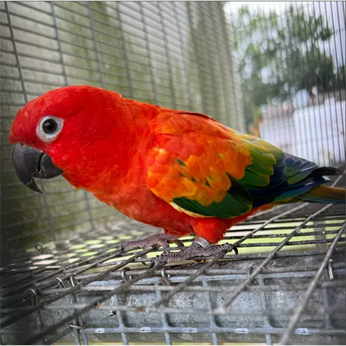 Premium bird cage