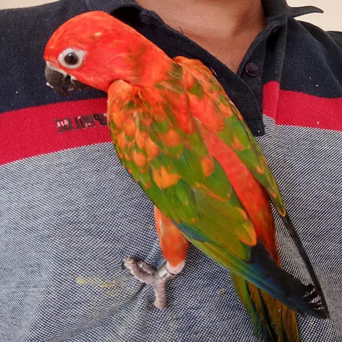 Premium bird cage